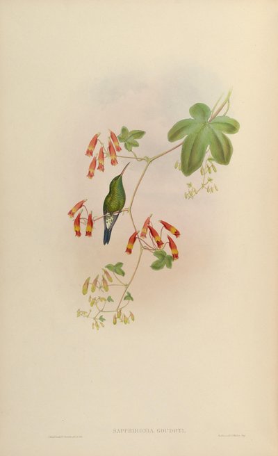 Sapphironia goudoti = Lepidopyga goudoti by John Gould